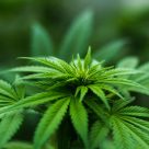 Ingreadient in Marijuana may keep Alzheimer's at Bay