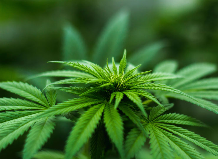 Ingreadient in Marijuana may keep Alzheimer's at Bay