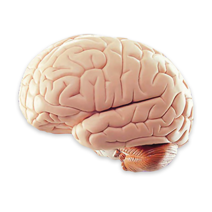 Dementia vs Alzheimer's, Alzheimer's or Dementia