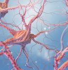 Brain Neuron